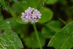 Valeriana himalayana